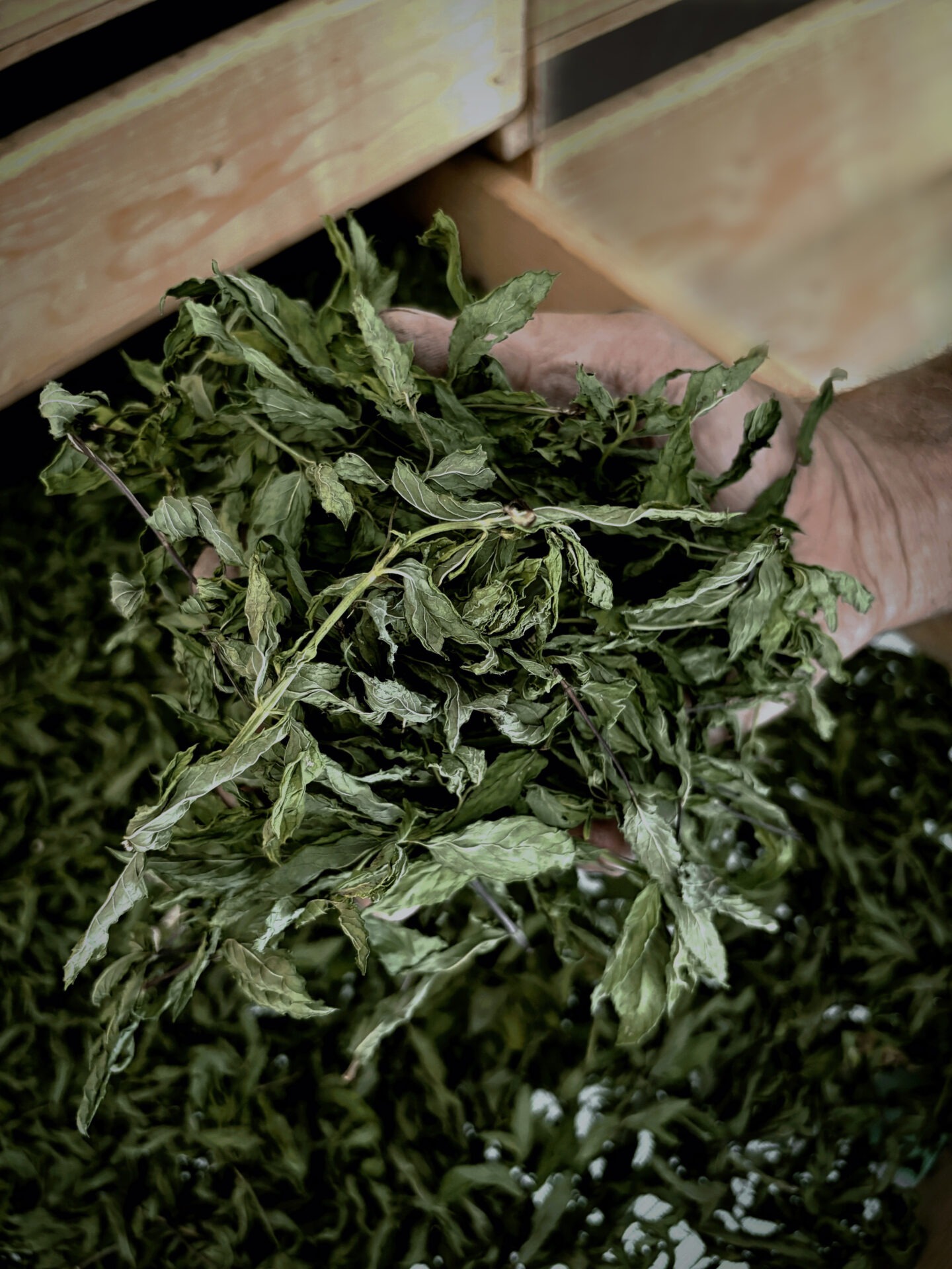 Tee_Kräuter_Verveine_getrocknet